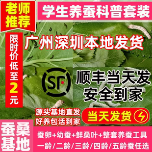 蚕宝宝学生养蚕套装活体蚕卵蚕子春蚕宝宝卵幼虫七彩蚕龄桑叶新鲜