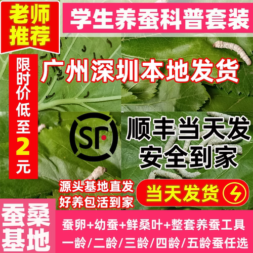 蚕桑基地源头直发蚕宝宝当天发货