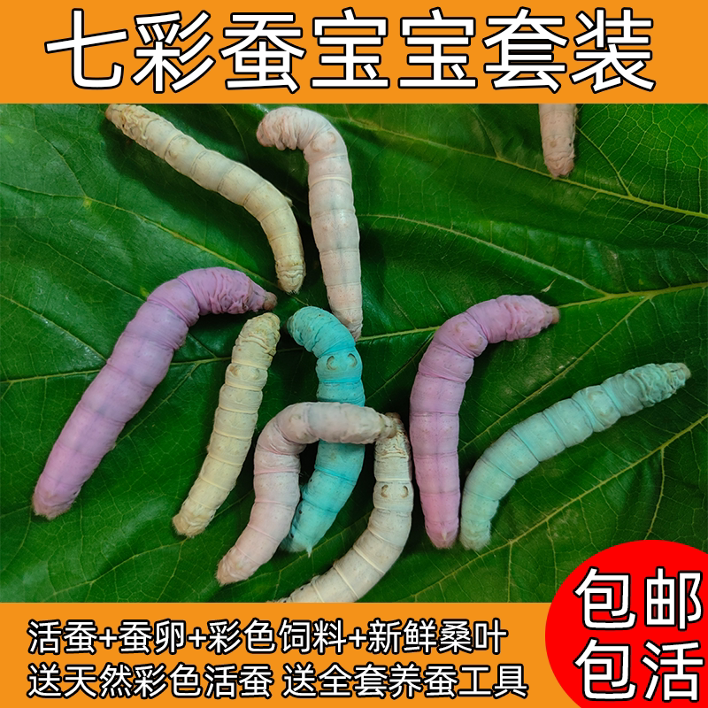 七彩蚕宝宝套装学生养蚕金丝彩蚕卵彩色饲料天然彩色蚕送新鲜桑叶