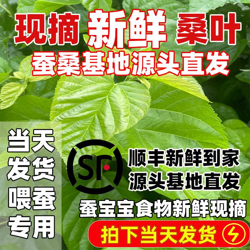 蚕桑基地源头直发新鲜桑叶现摘嫩