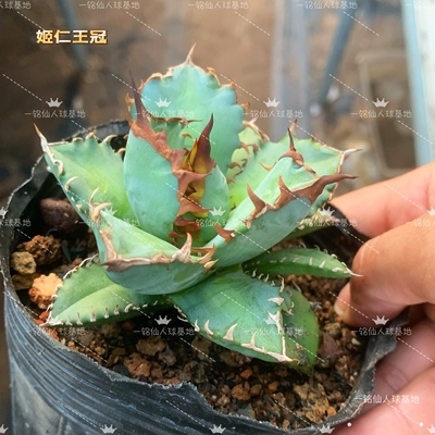 姬仁王冠白鲸蓝鲸福建白鲸龙舌兰多肉植物绿植阳台花卉盆栽吸甲醛