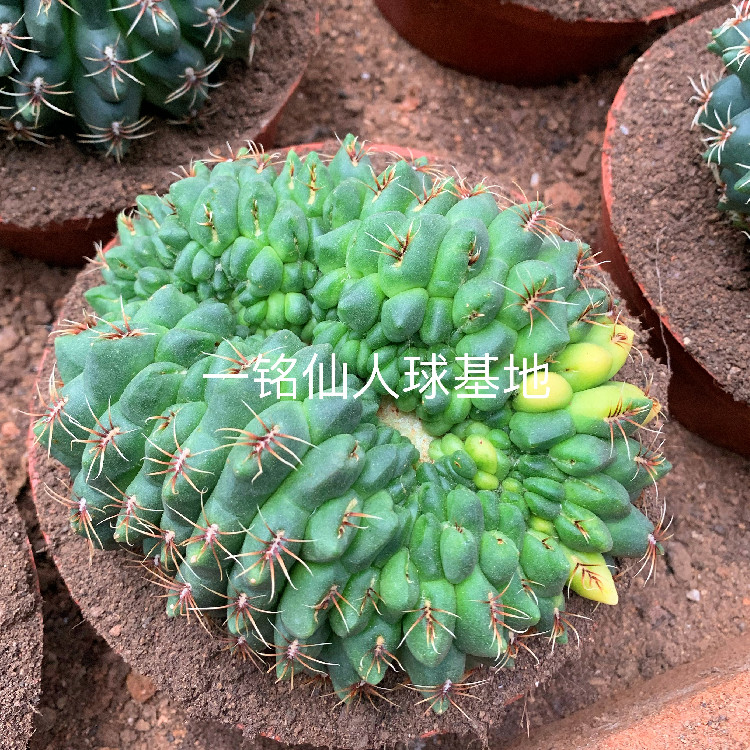 超大绯花玉缀化品相随机仙人球防辐射稀少盆栽多肉植物根系旺盛图片