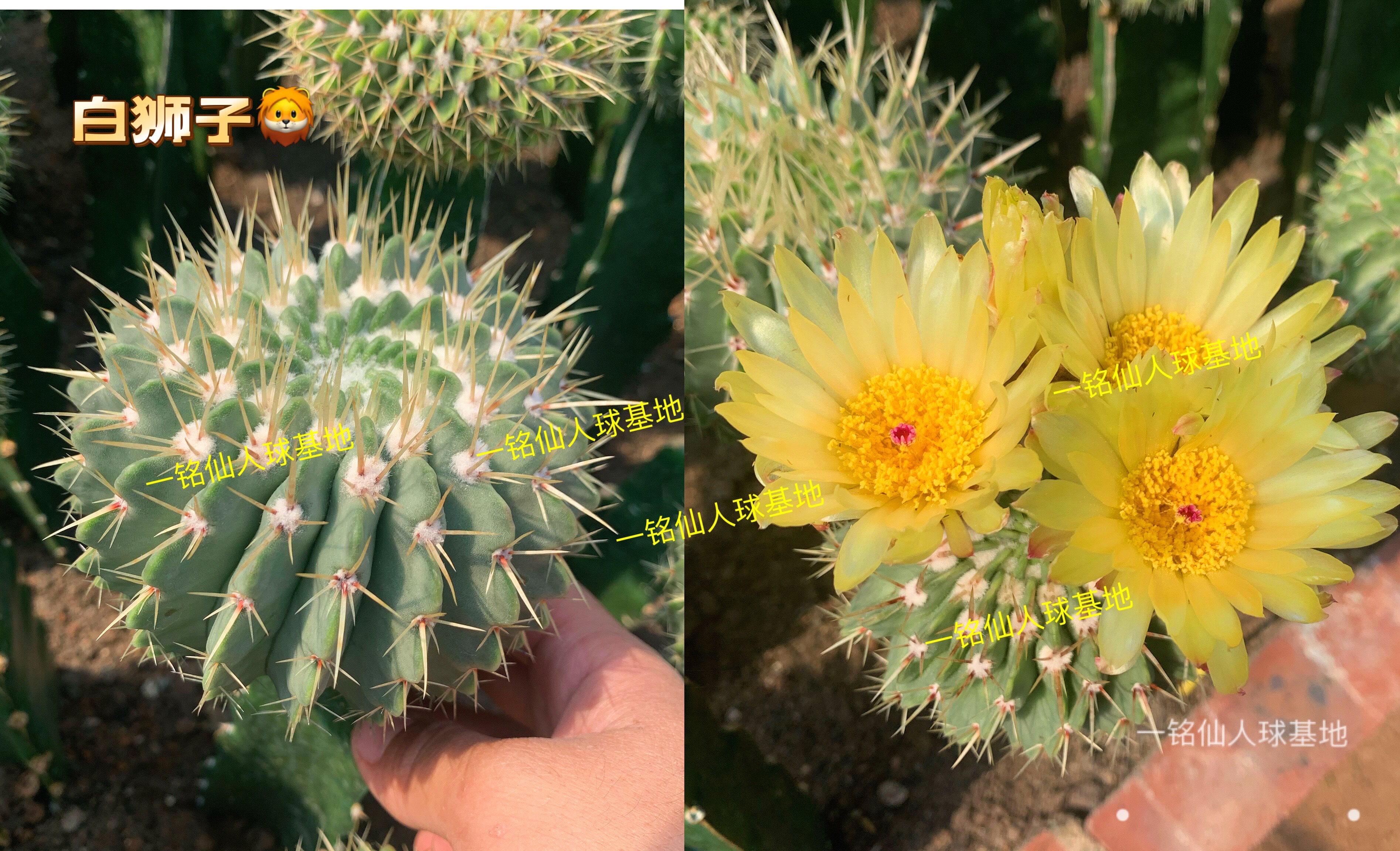 白狮子仙人球绿植盆栽多肉植物仙人掌防辐射室内阳台花卉南国玉属