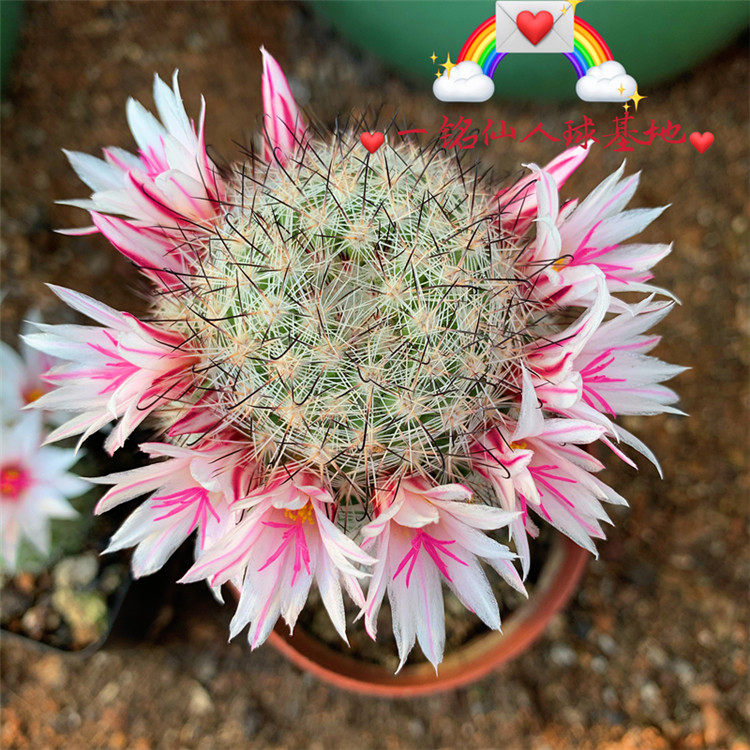 一铭仙人球 白天丸仙人球实生 乳突属多肉植物稀有易开花单头群生