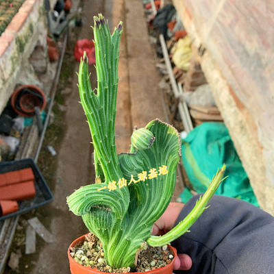 一铭仙人球基地 天龙缀化 菊科 多肉植物 一物一拍12.28日