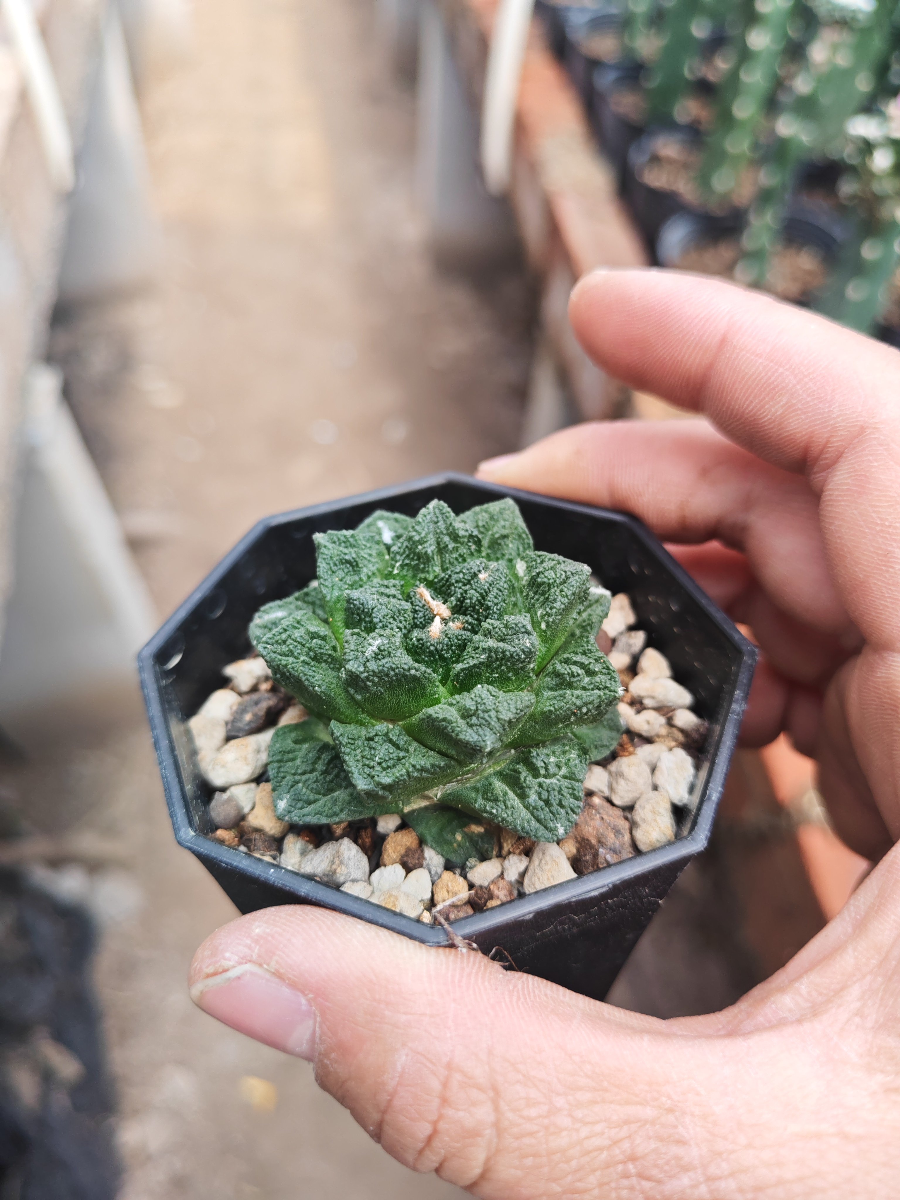 菜花牡丹仙人球仙人掌4cm自根非实生择优发货可以挑