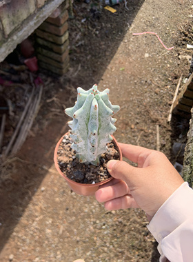 雷斧阁仙人柱高10cm稀有仙人柱多肉植物仙人球室内外阳台脱土发货