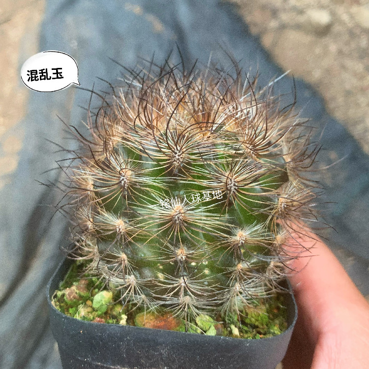 混乱智利球属不扎手开花多肉植物