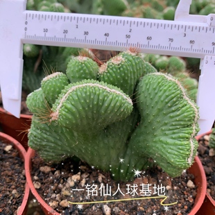 五指山仙人掌 超大山影仙人球 招财室内小盆栽防辐射 玉麒麟多肉