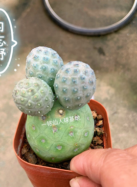 习志野群生开花稀有贵多肉植物盆栽好养活可变紫色仙人掌