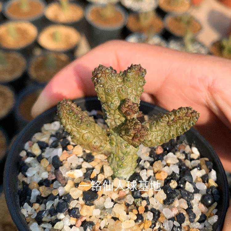 精品仙人球  佛头玉 蛇蹄玉 凝蹄玉  摩萝科稀有盆栽绿色植物
