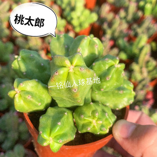 新款多肉植物 桃太郎 无刺群生多头仙人球美观易养会开花绿植盆栽