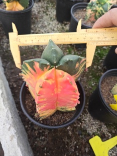 漳州一铭仙人球基地【鸾凤玉锦】实生球批 发量大