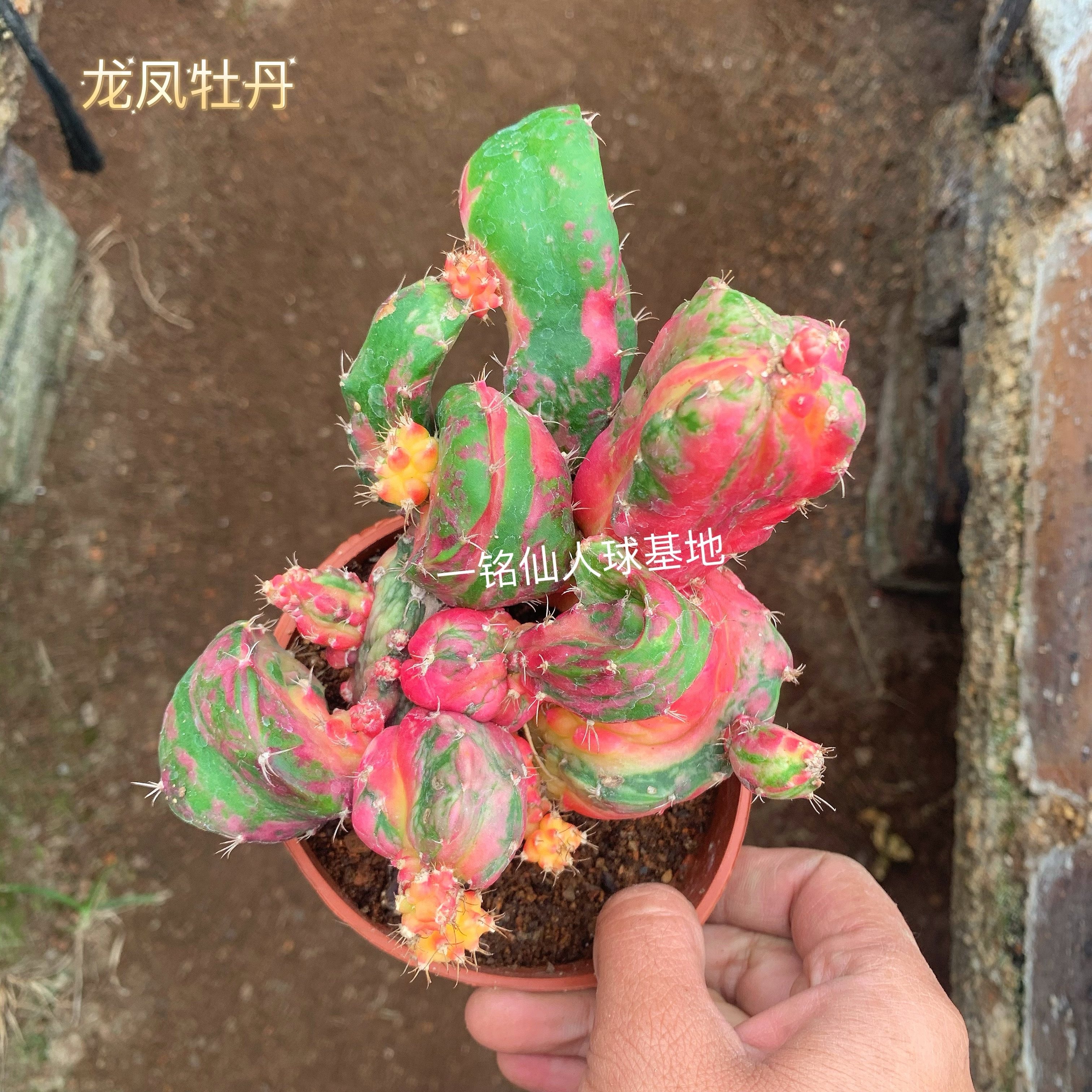 稀有精选龙凤牡丹仙人球有根造型多肉植物