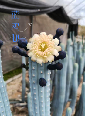 新品蓝鸡腿蓝棱柱对肺好的仙人柱室内净化空气盆栽大棚直销