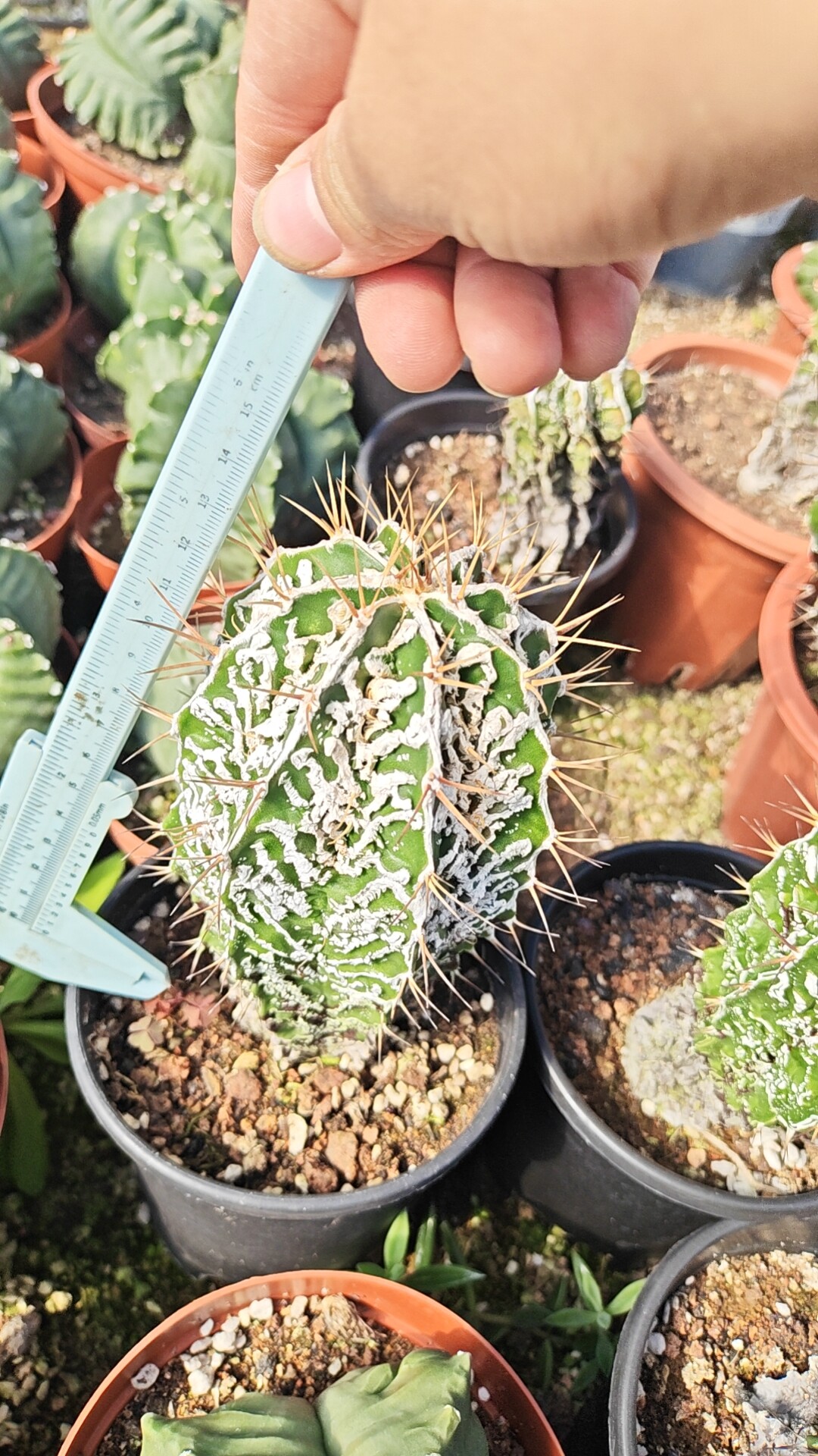 强刺复隆般若5cm实生多肉植物室内阳台客厅防辐射美观易养绿植