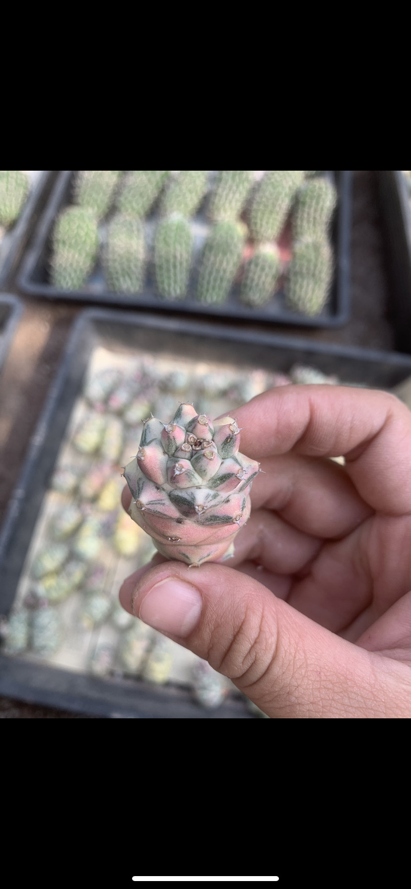 将军阁白锦 侧芽无根 大戟科多肉植物防辐射仙人球