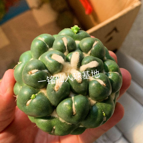 无刺阳台仙人球防辐射非常容易