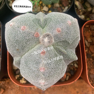 三角鸾凤玉实生仙人球 稀有白沙琉璃开花仙人掌 室内防辐射小盆栽