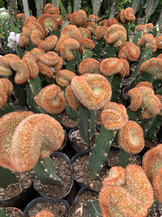 红刺嘉文丸缀化仙人球嫁接稀有品种开花多肉植盆栽花卉仙人掌绿植