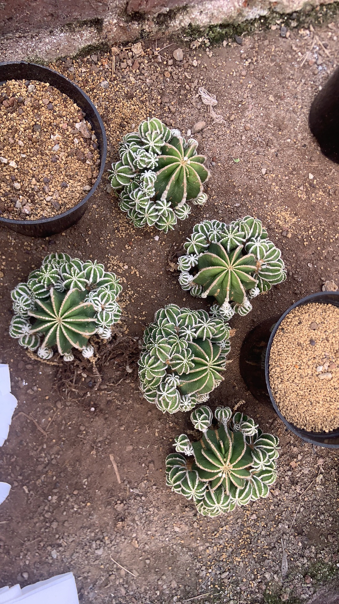 辛顿花龙皱棱球属嫁接落地根防辐射多肉植物盆栽9cm