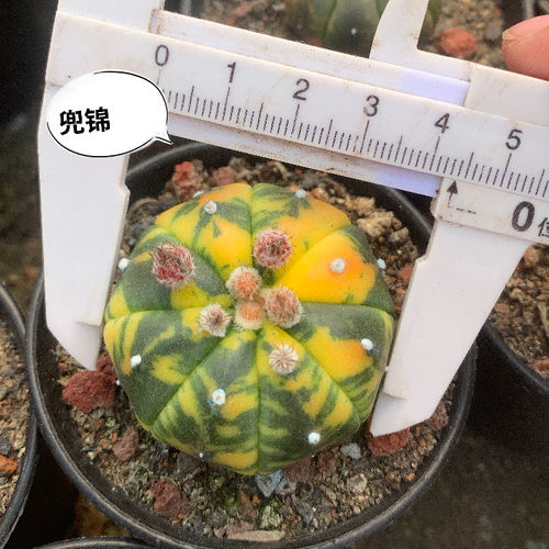 兜锦混合星兜琉璃兜紫皮v 超兜仙人球锦稀有品种种植育苗播种多肉