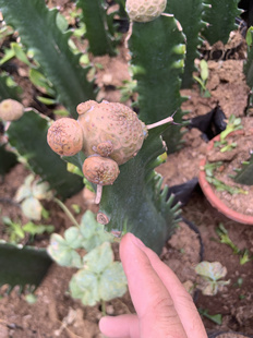 大戟科圆锥麒麟圆锥大戟土泊大戟科仙人球多肉植物大母本带嫁接木