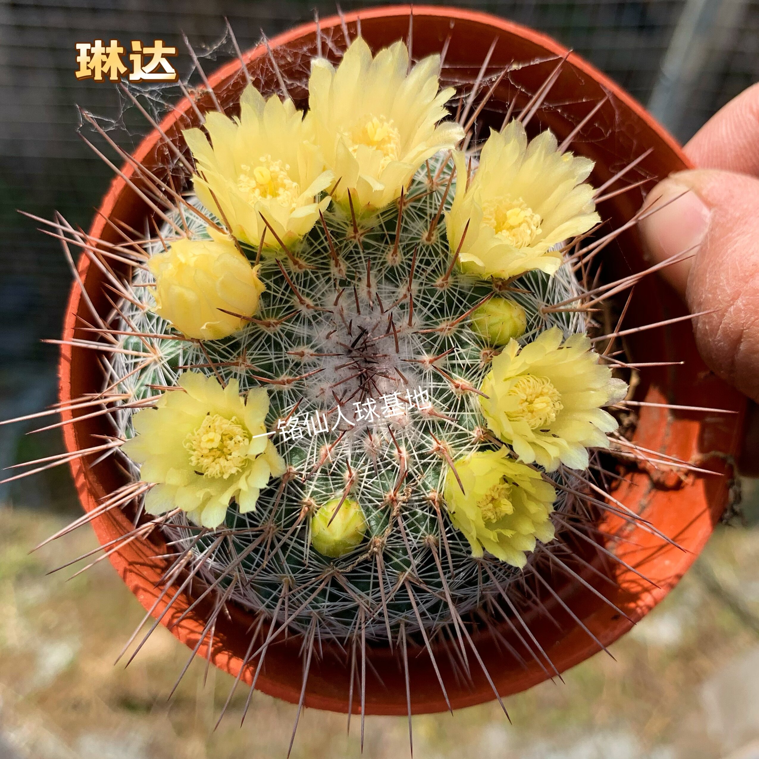 琳达仙人球实生乳突属开黄花仙人掌稀有品种冷门植物多肉小盆栽