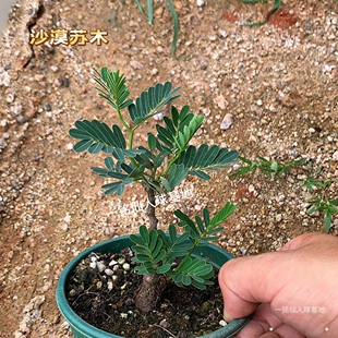 一铭园艺沙漠苏木  Senna meridionalis马达加斯加盆景观室内绿植