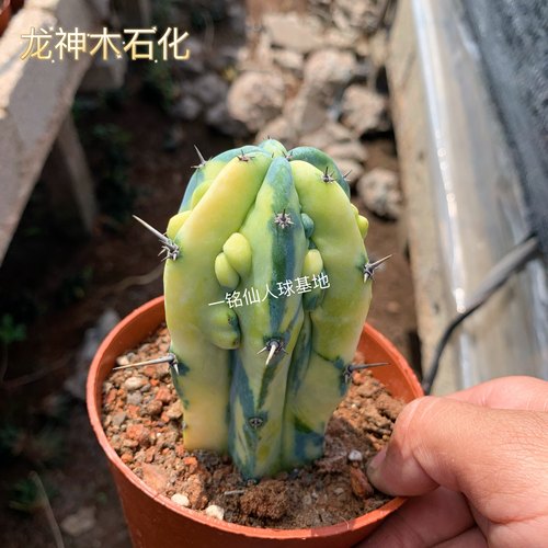 龙神木石化锦缀化锦稀有植物品种仙人柱仙人掌科多肉植物绿植盆栽