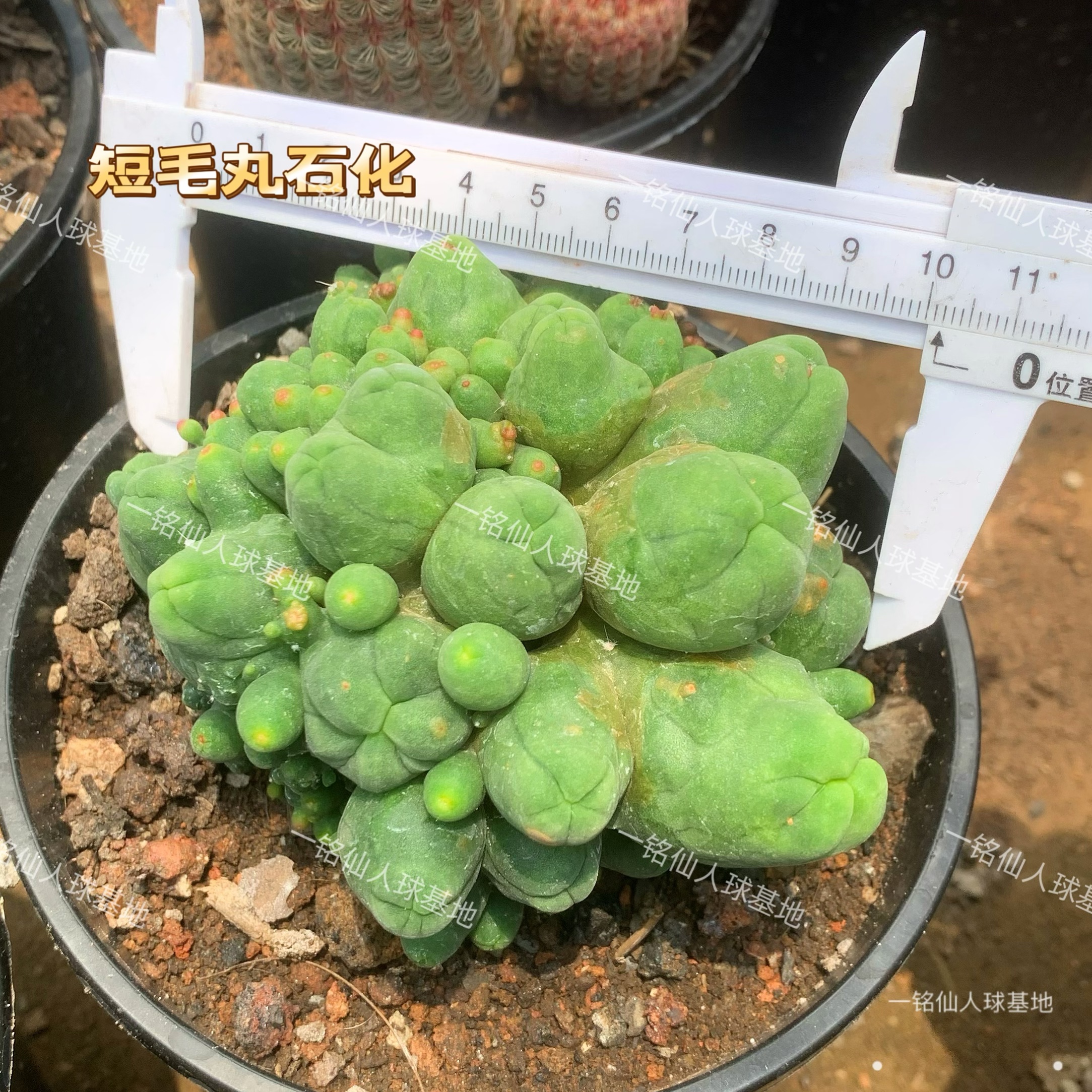 稀有仙人球短毛丸石化锦罕见品种阳台多肉植物净化空气防辐射盆栽