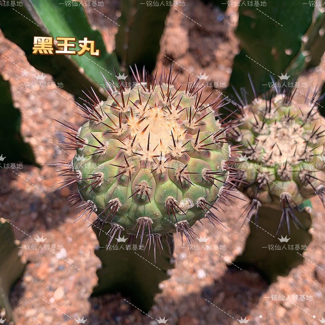 嫁接黑王丸Copiapoa cinerea龙爪球多肉植物紫皮绿皮下单后可挑选