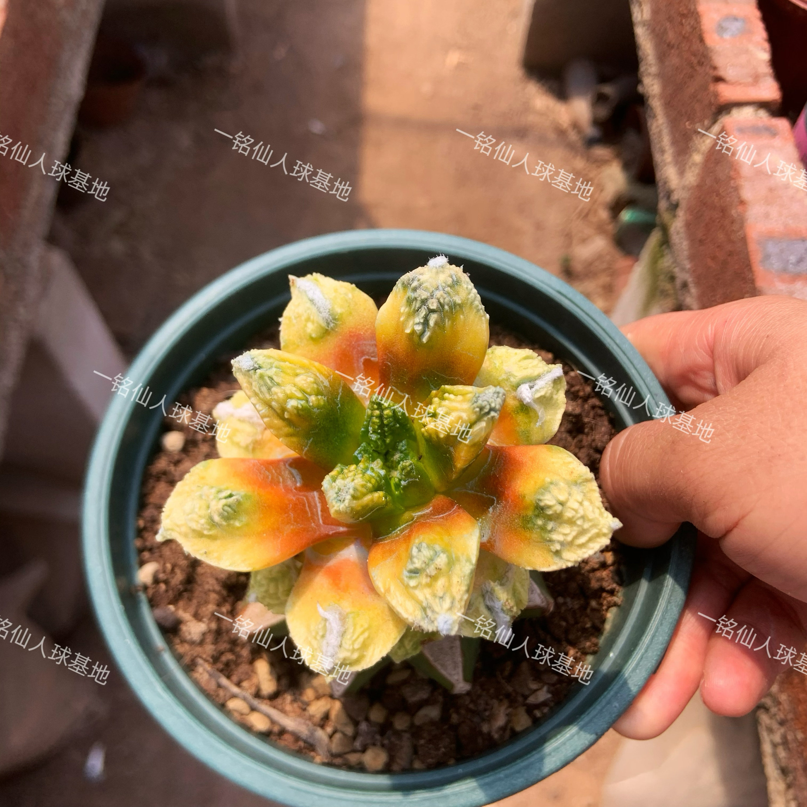 菜花牡丹锦苗接草球7cm多肉植物室内防辐射花卉造型绿植脱土发货