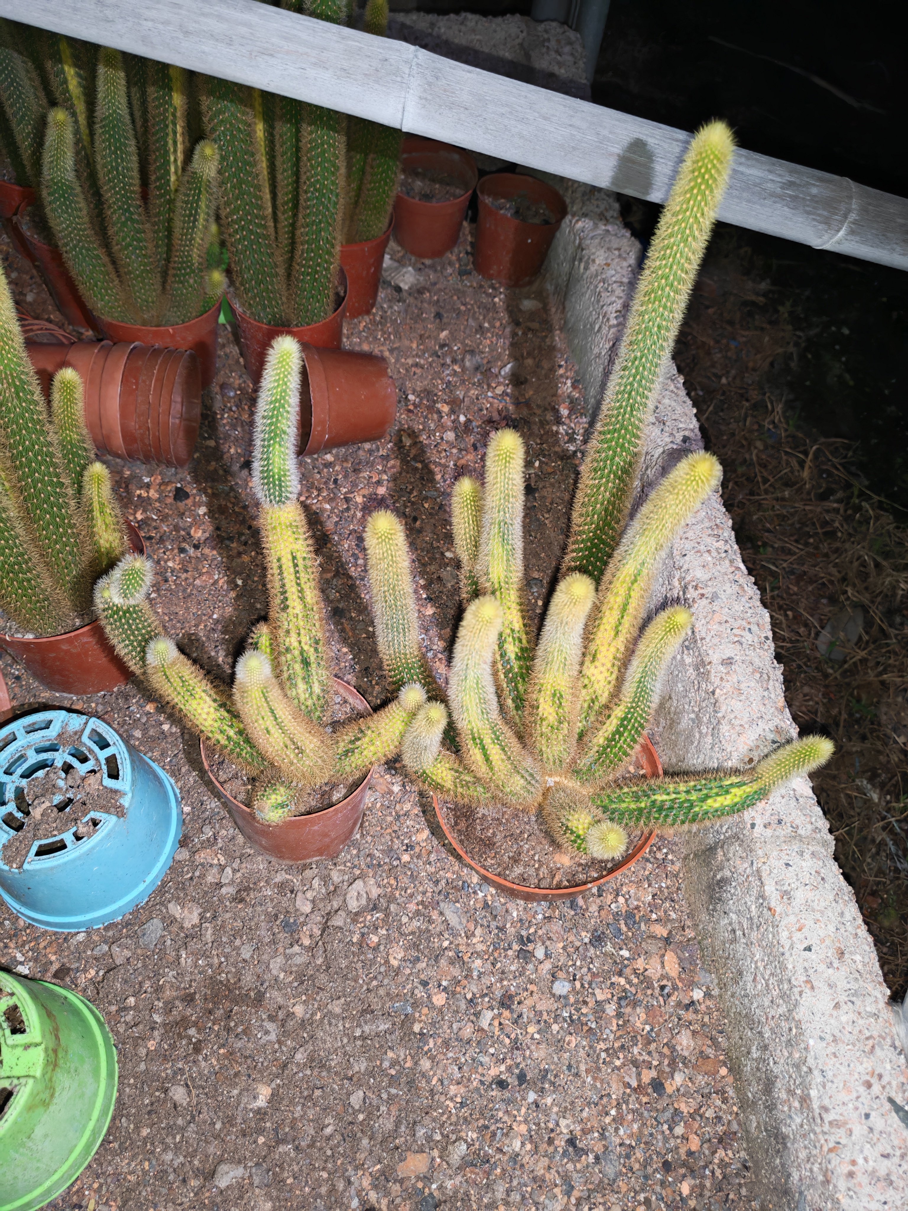 黄金条锦多肉植物黄金妞砍头群锦开花仙人球防辐射仙人掌阳台盆栽