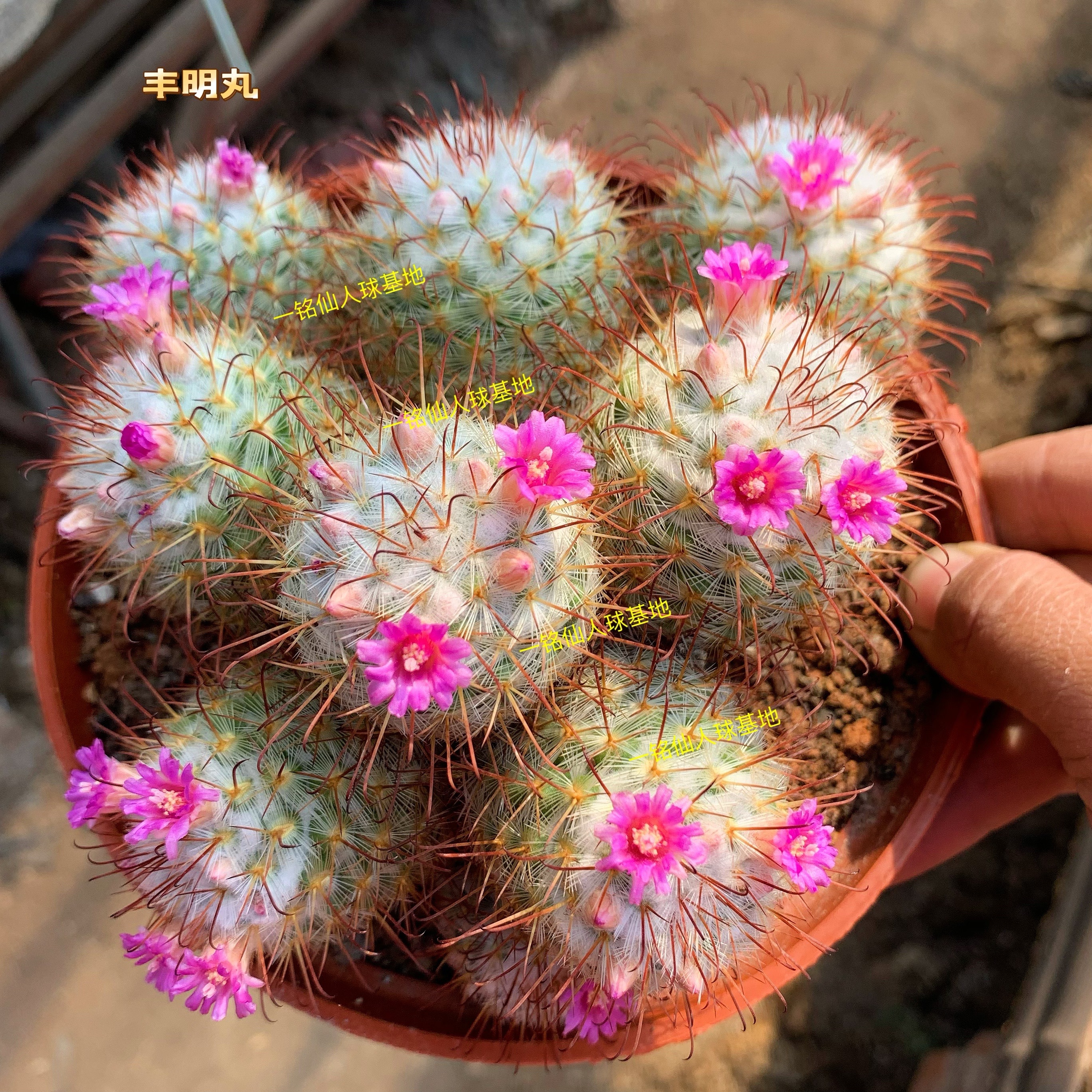 丰明丸群生仙人球多肉植物乳突属倒钩刺易开花仙人掌丰明玉室内花