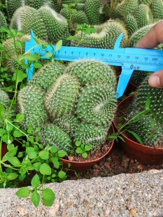 多头青雪光仙人球群生绿色多头群生12cm花卉盆栽耐寒耐旱植物好养