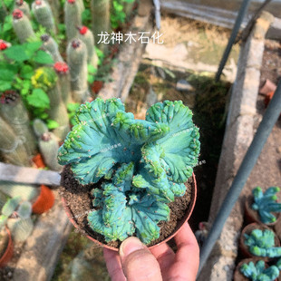 稀有无刺仙人掌  龙神木石化缀化  美观易养 防辐射 精美桌面盆栽