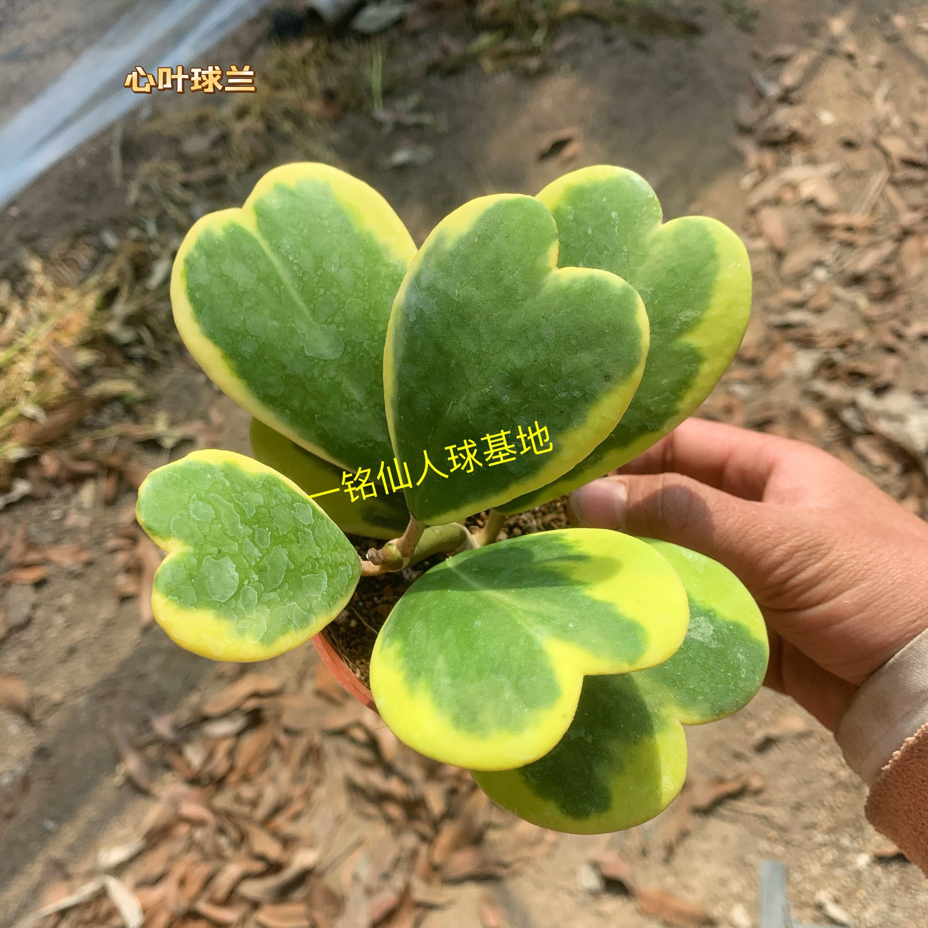 网红情人心叶球兰老桩心型叶片爬藤植物垂吊兰多肉盆栽四季好养活