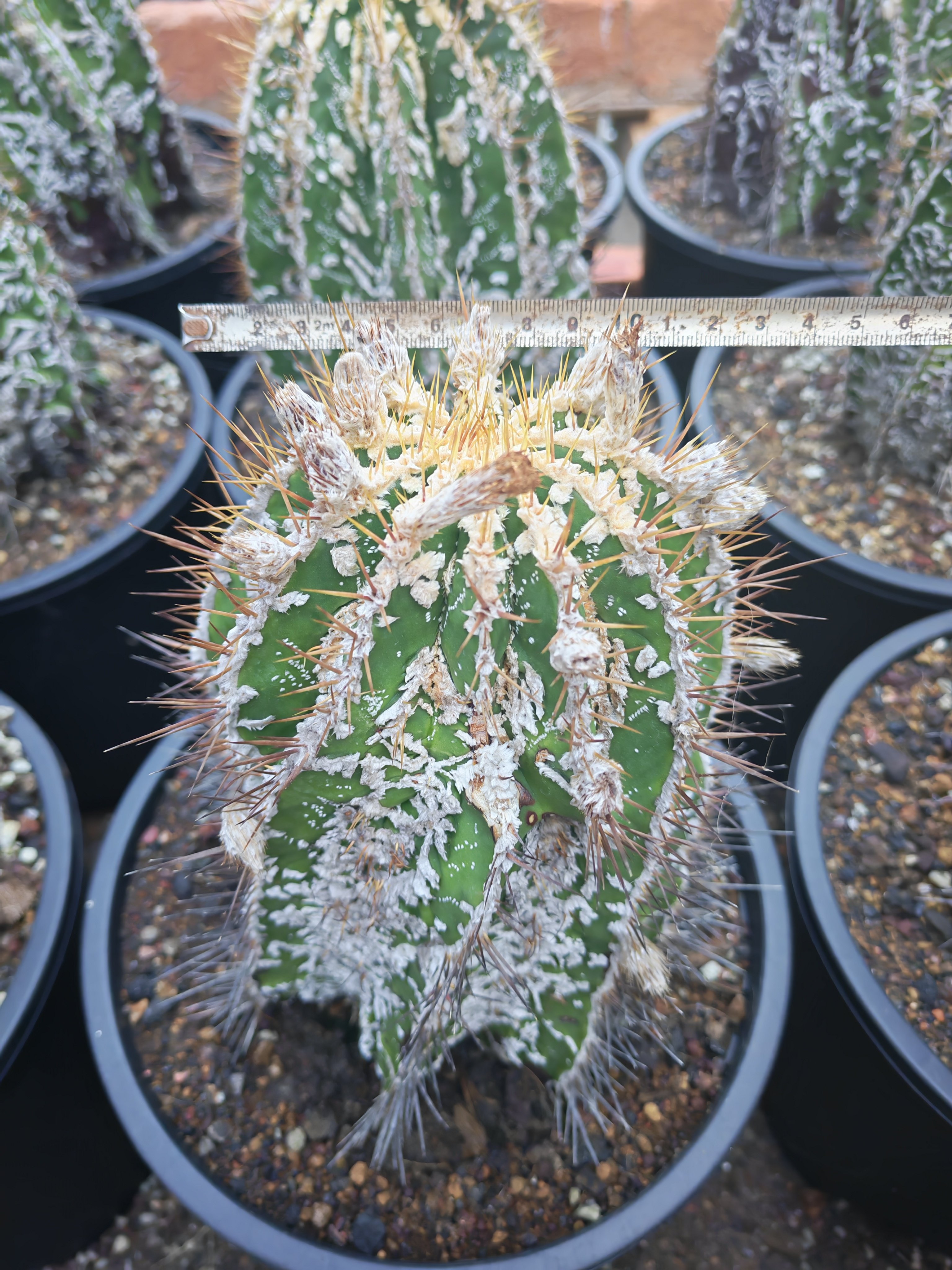 复隆般若 核桃般若实生仙人球出多肉植物
