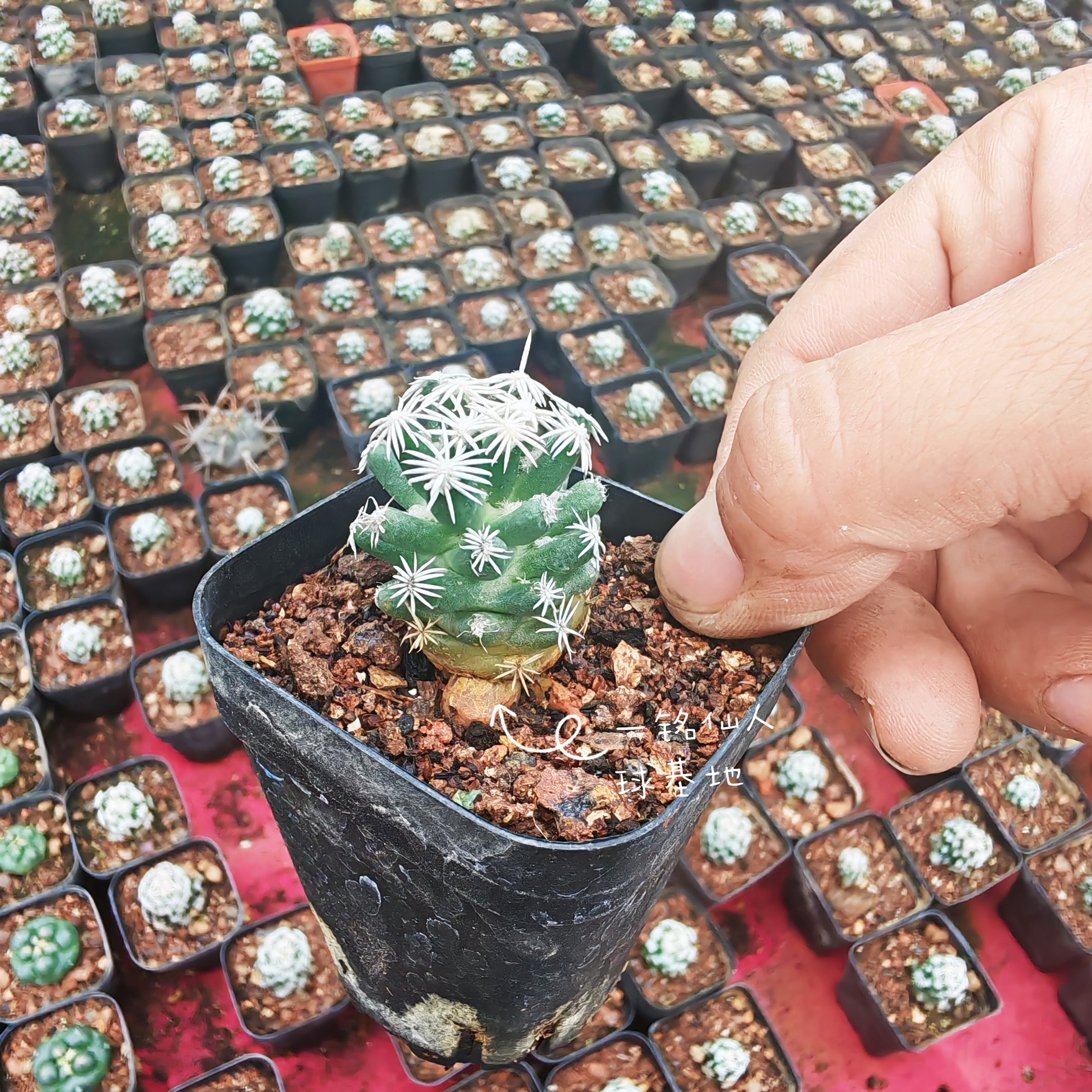 纯白刺孤月丸侧芽自根2厘米松球属仙人球小巧清冷文艺范多肉脱土