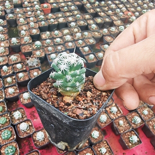 纯白刺孤月丸侧芽自根2厘米松球属仙人球小巧清冷文艺范多肉脱土