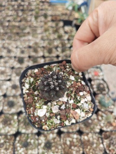 实生黑刺栗星玉仙人球龙爪球多肉植物花卉绿植室内盆栽阳台好养