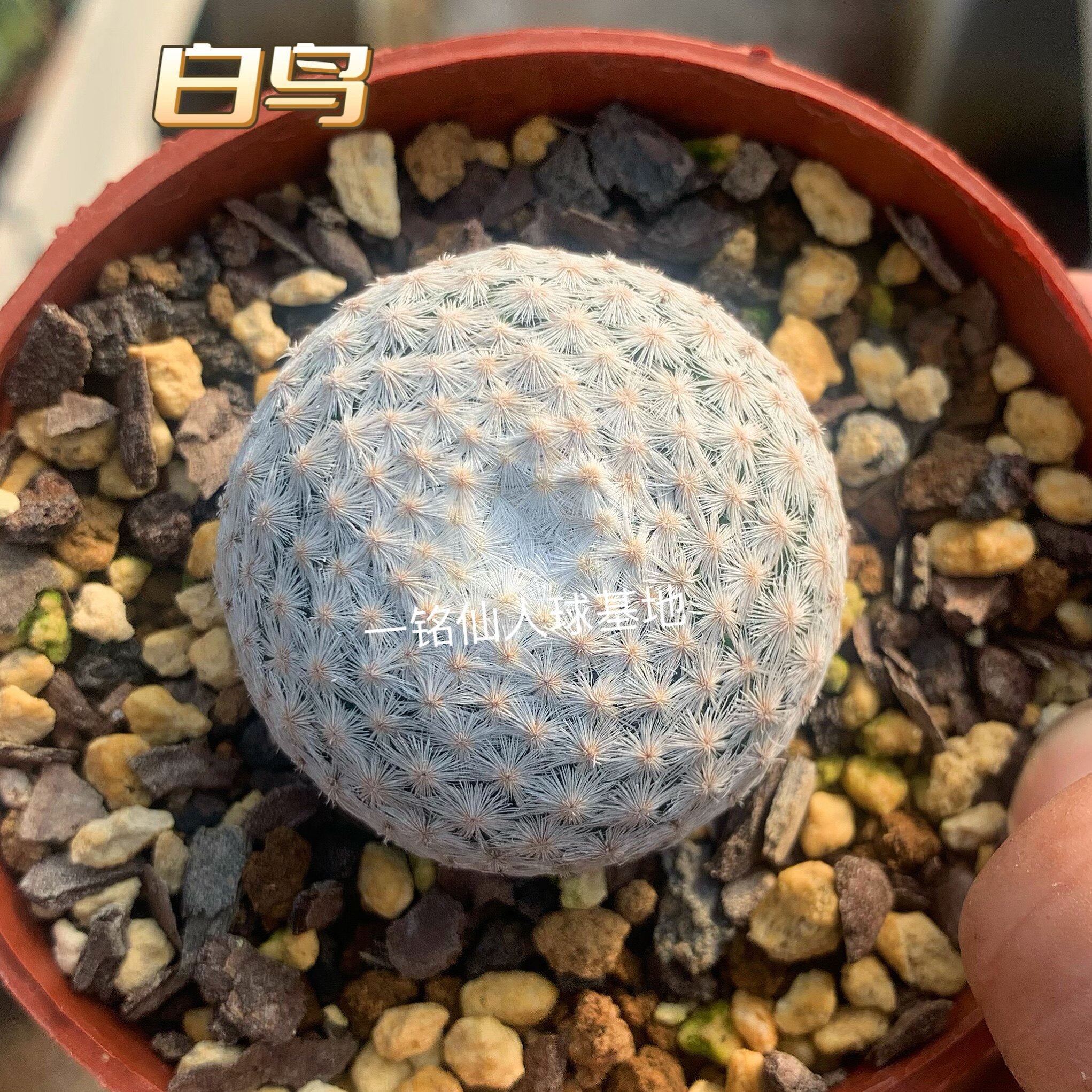 白鸟 仙人球 正版稀有贵货收藏软刺趴刺不扎手仙人掌多肉植物盆栽图片
