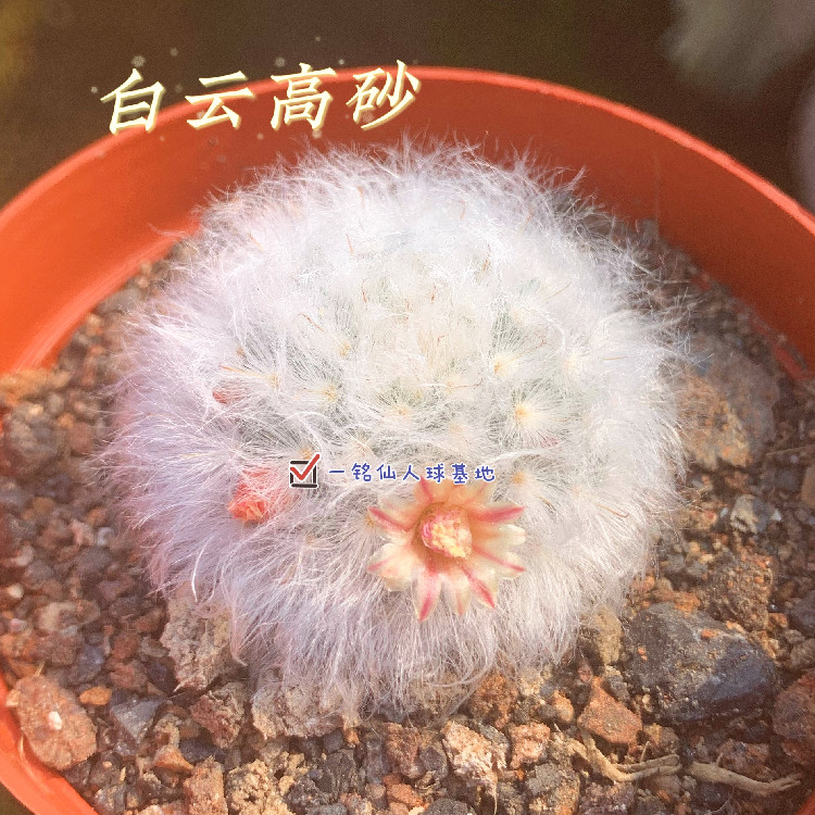高砂开花实生仙人球 长毛高沙 乳突球属仙人球仙品种仙人球花卉