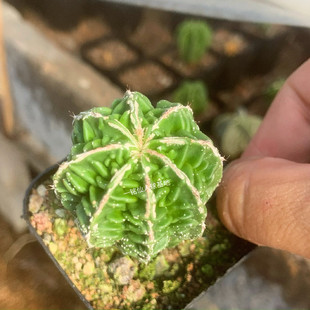 Astrophytum myriostigma复隆鸾凤玉核桃变异实生稀有多肉植物花