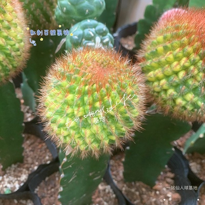 红刺百丝巢锦悟空兜锦精巧丸缀化绯牡丹锦直刺佩蕾缀化紫纹龙基地