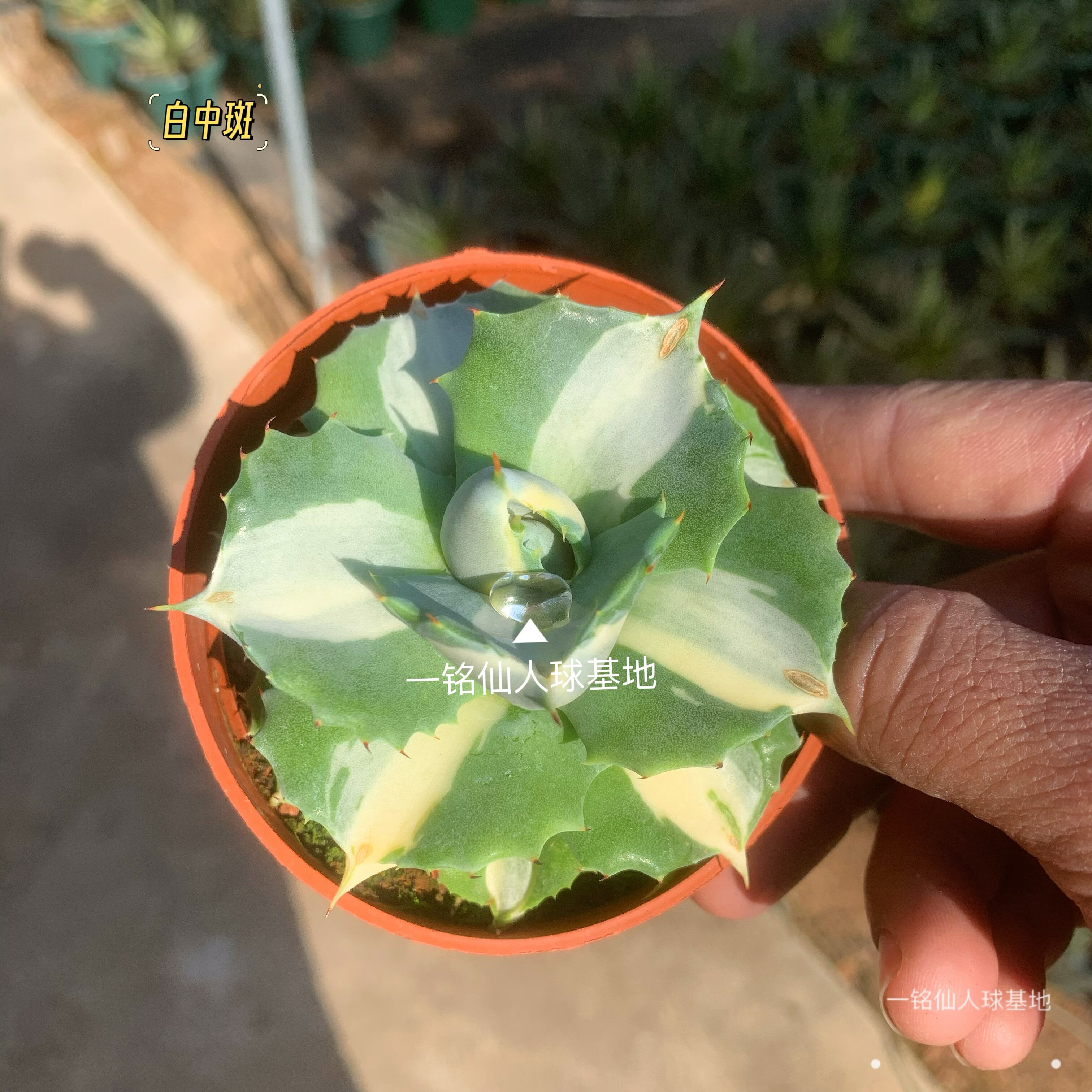 王妃雷神厚叶白中斑龙舌兰科沙生多肉植物稀有变异锦阳台桌面盆栽