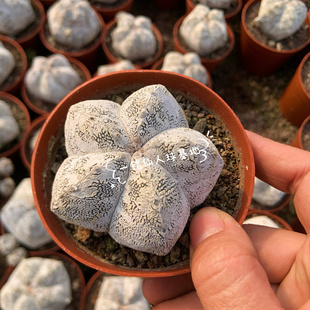 恩冢鸾凤玉落地木心根多肉植物室内阳台防辐射盆栽绿植花卉