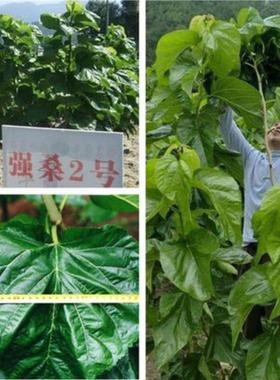 桑树种子 蛋白桑饲料桑大叶桑蚕种子 桑12号14号茶桑树杂交桑种子