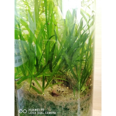 小龙虾螃蟹养殖专用苦草种子苦草纯籽鸭舌头草扁担草鱼塘水草种籽